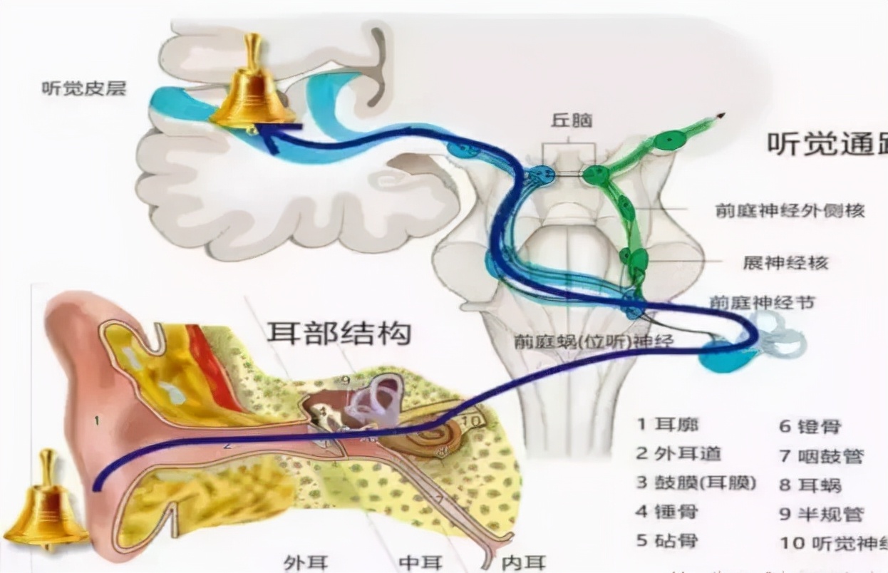 有一只知了在脑中，耳中鸣叫，一篇文章讲得明明白白如何消除