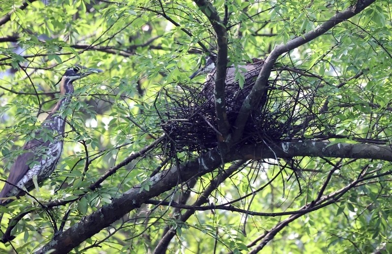 杭州钓鱼男子救人,广东男子在河边救下一只怪鸟