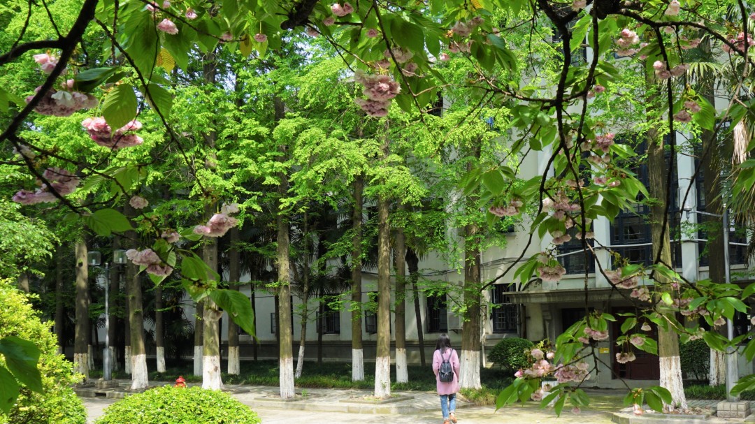 同济大学有多漂亮,同济大学的浪漫