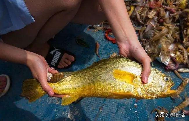 一网4500斤黄鱼,渔民一网野生黄鱼出957万高价