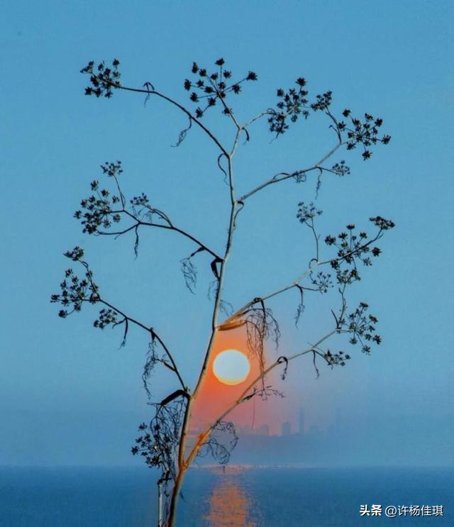 12星座智商排名,12星座性格特点漫画