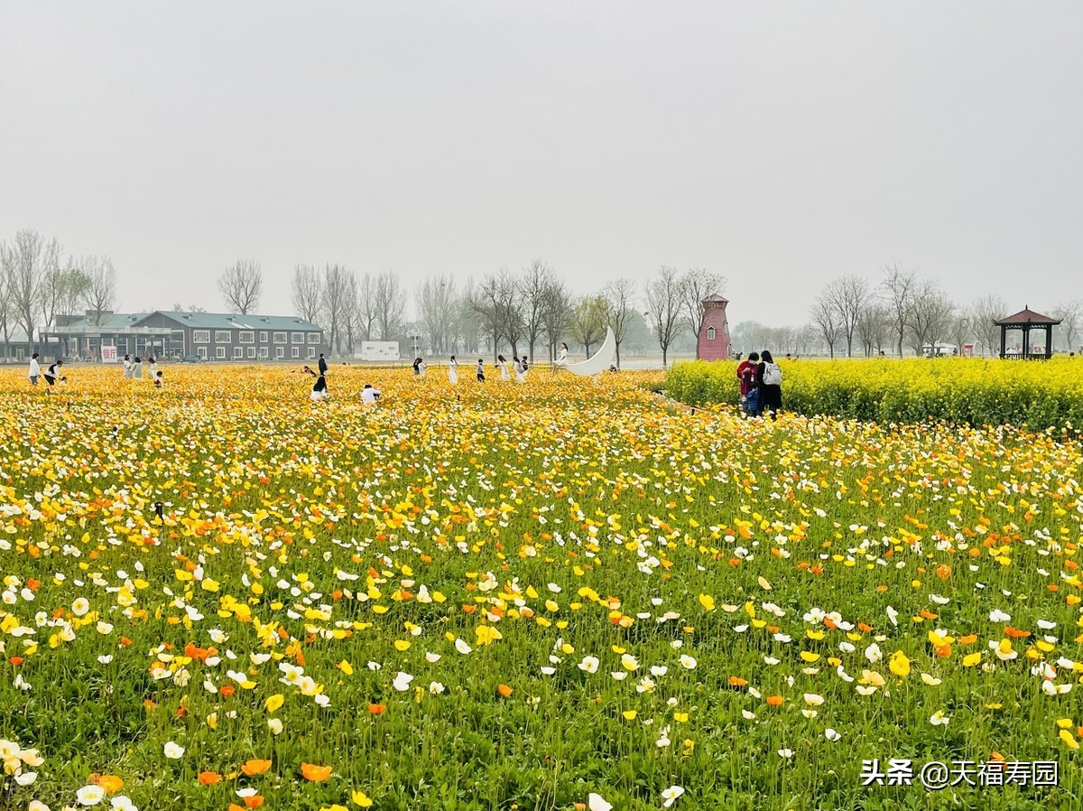 健康人生绿色无毒禁毒日手抄报,国际禁毒日健康人生绿色无毒