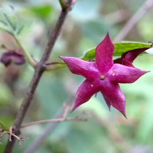 五星花有什么特点,五星花最漂亮的品种