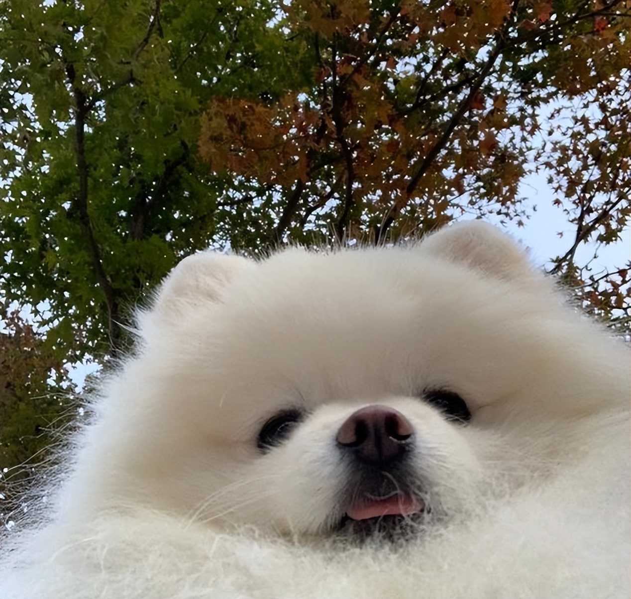 养博美的禁忌和注意事项,养博美怎么防止乱叫