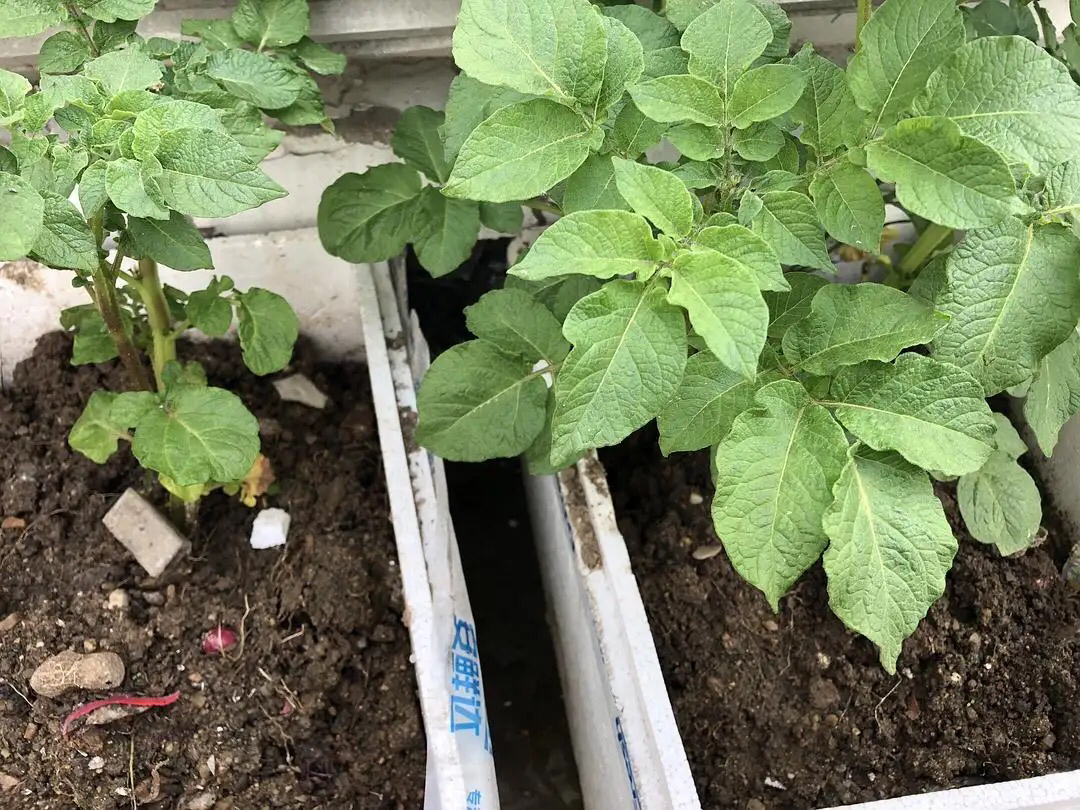 阳台夏天种这六种菜,阳台种花种菜需要几个小时的光照