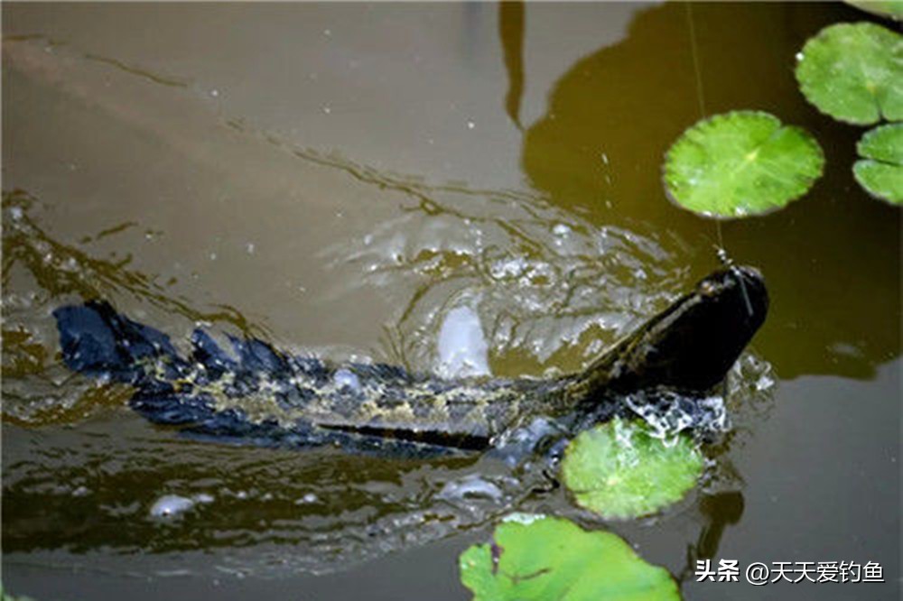 钓黑鱼的方法与技巧用路亚,野钓黑鱼最好的方法