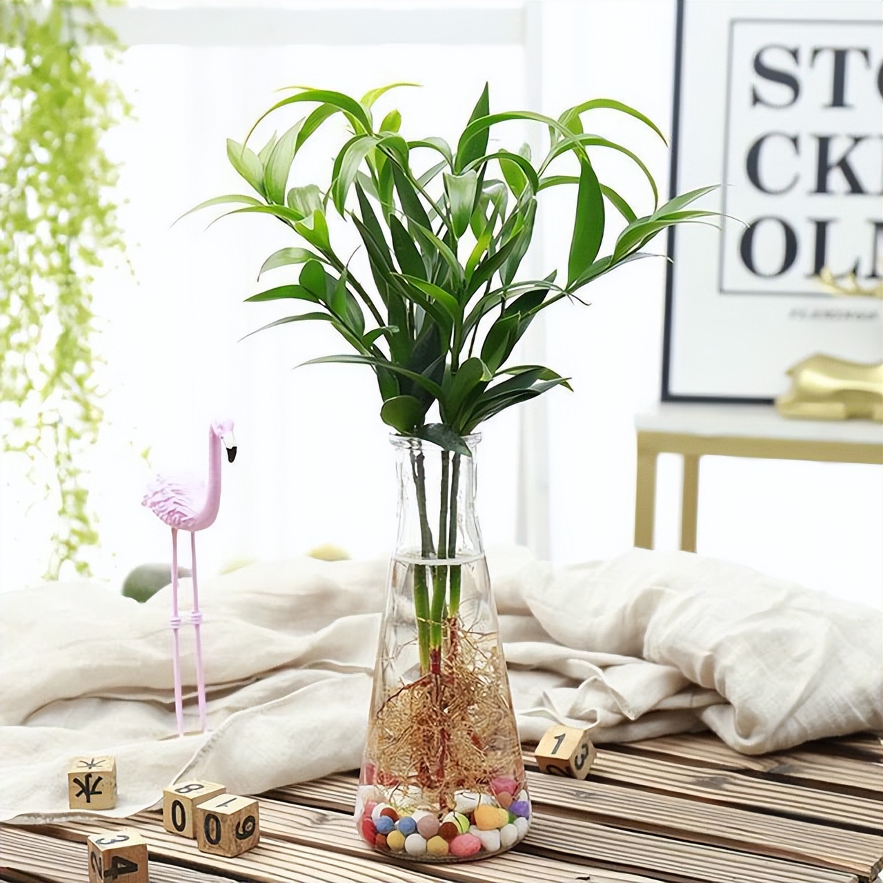 办公室水培富贵竹一般养几根最好,水培富贵竹养几根才最好吉利