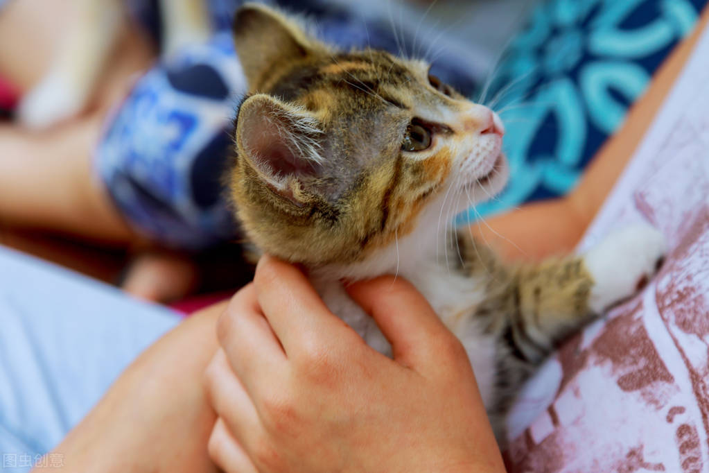 新手小白养猫需要做哪些功课,新手小白养猫要注意什么