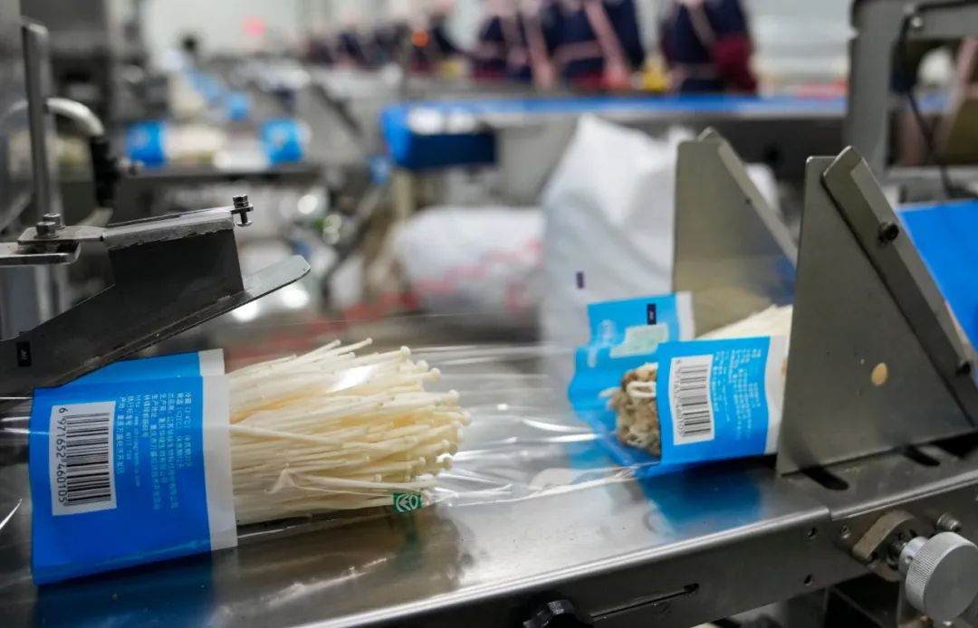 对话｜菌物产业：前景广阔的“绿色矿藏”