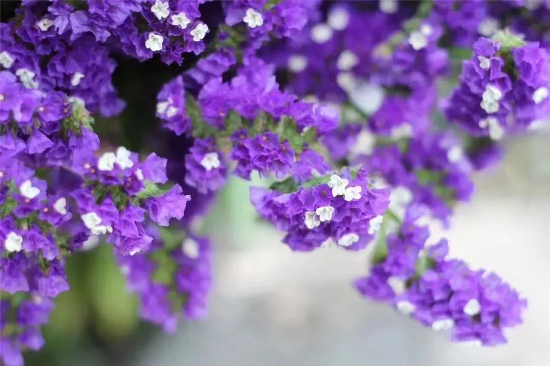 七夕将至花语怎么说,七夕送女生什么花给喜欢的女生