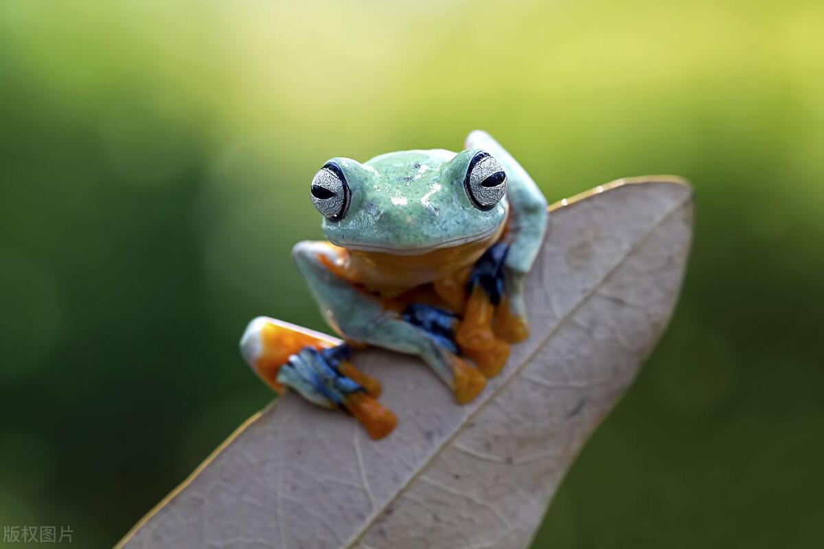 铁皮青蛙的优点是什么,青蛙有什么小秘密