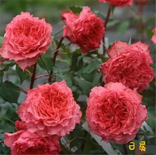 常见切花月季一览（40）（接上期）