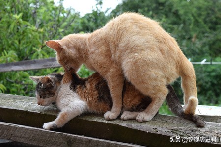 雄性动物进化器官,雄性生物生殖进化