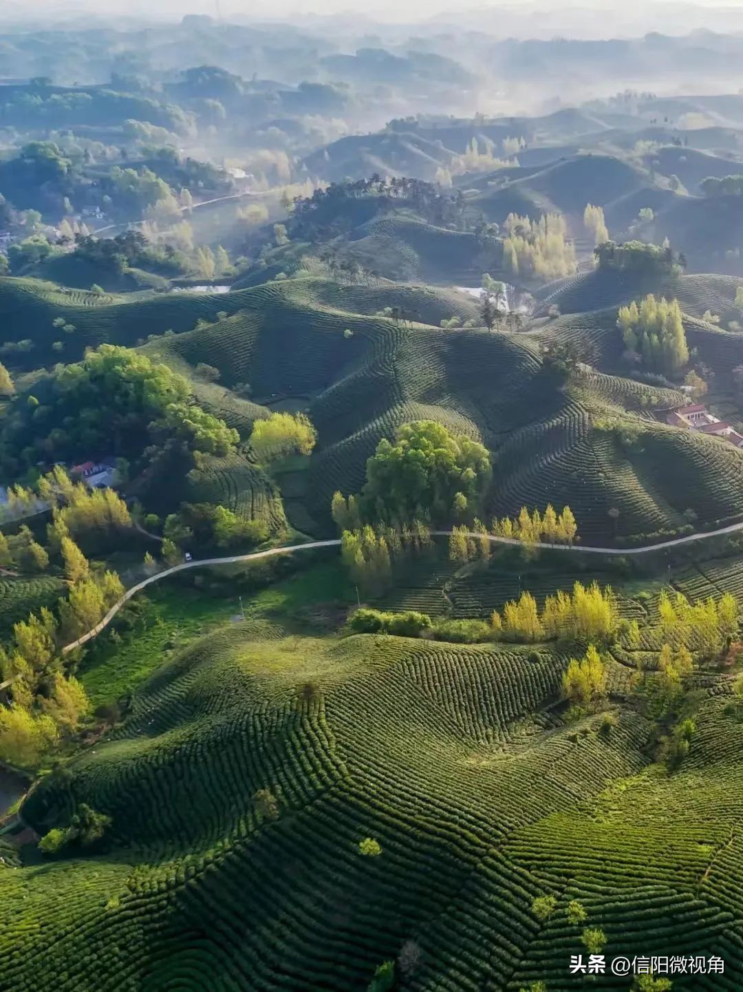 中国茶成功申遗,为什么中国茶文化申遗能够成功