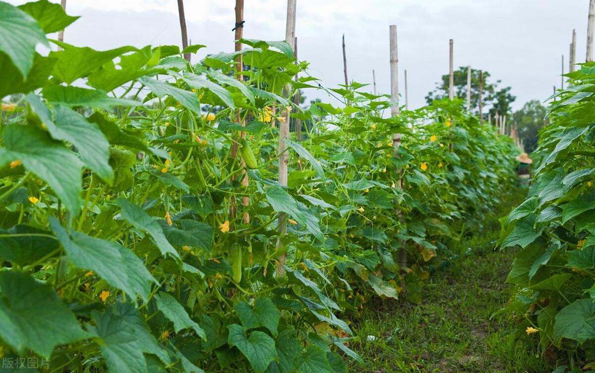 微小说乡村系列,微小说乡村振兴