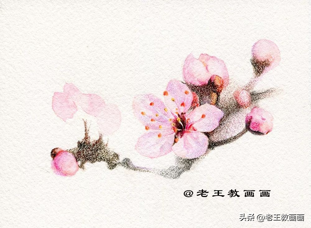 零基础学彩铅画多肉植物,三年级简单画桃花彩铅