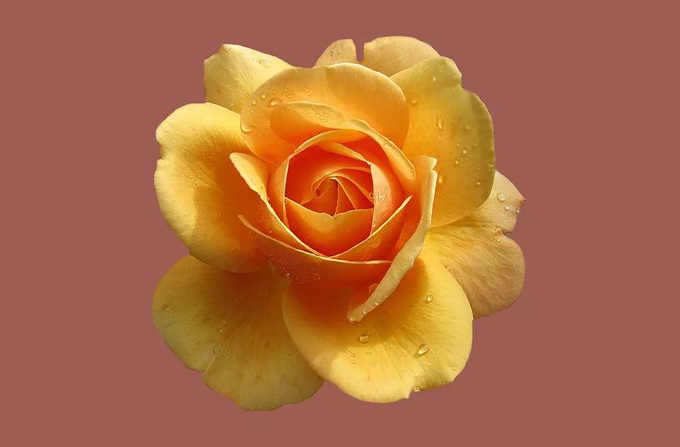 520适合发朋友圈的配图爱情,入目无别人四下皆是你英语