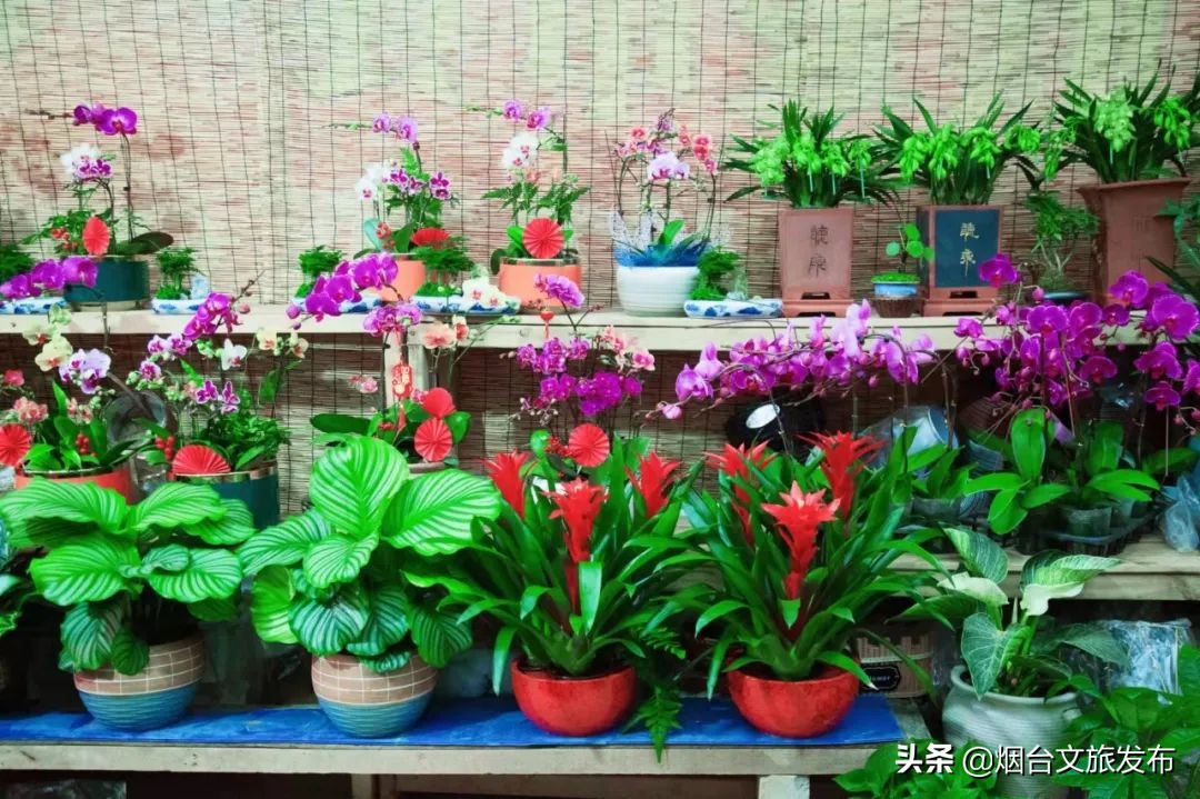 烟台祥和花鸟市场,烟台花鸟市场