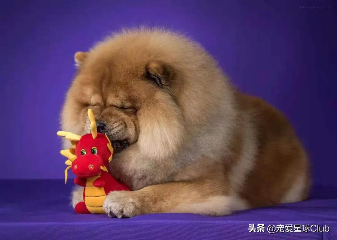 松狮犬是大型犬吗,熊仔松狮犬