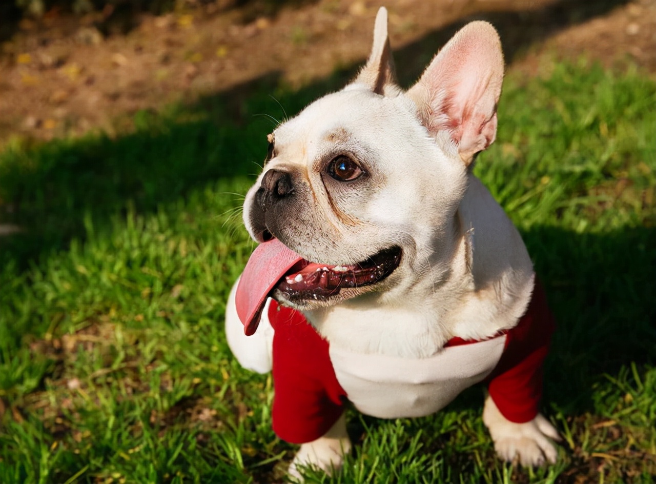 狗狗惧寒排行榜：最“怕冷”的6种狗，冬天就像它们的“地狱”