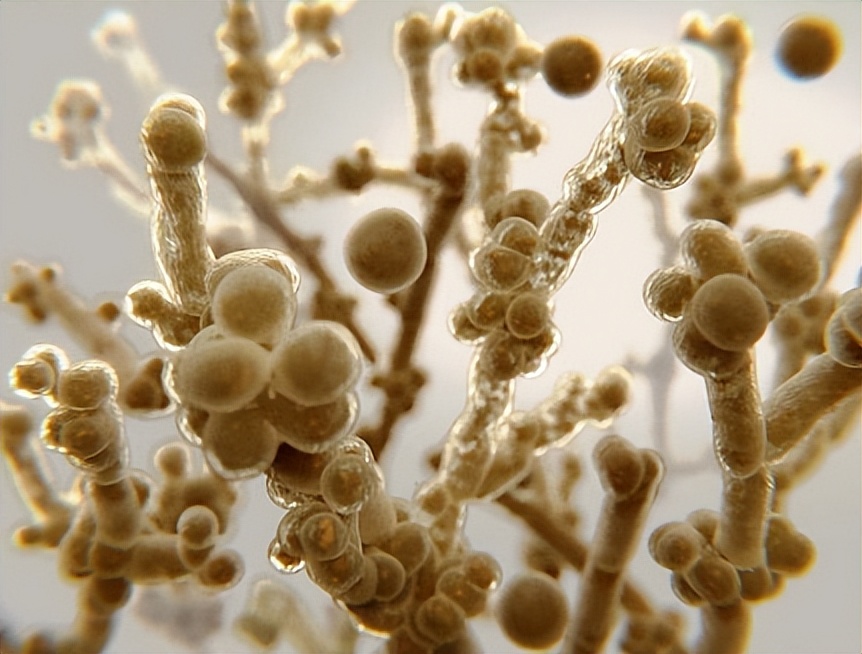 念珠菌真菌感染会引起尿频尿急吗,念珠菌真菌是什么