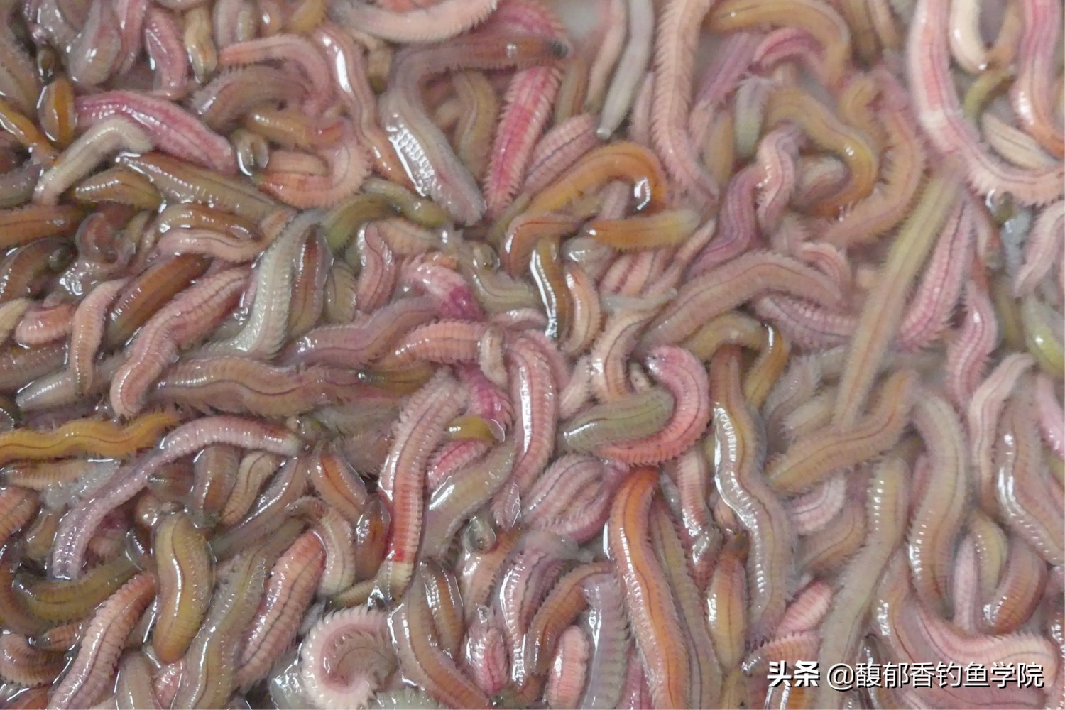 海钓效果最好的鱼饵沙蚕,青沙蚕和红沙蚕哪个海钓效果好