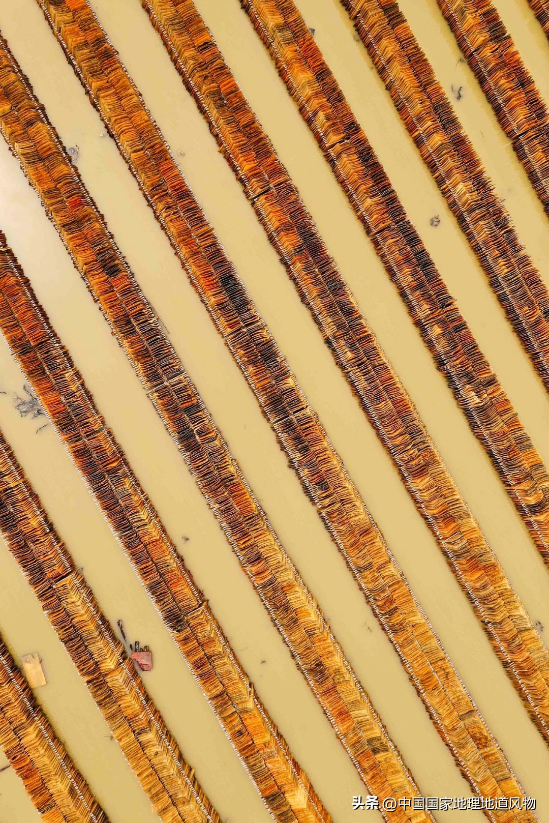 柳州是广西第二大城市吗,广西桂林和柳州哪个城市好