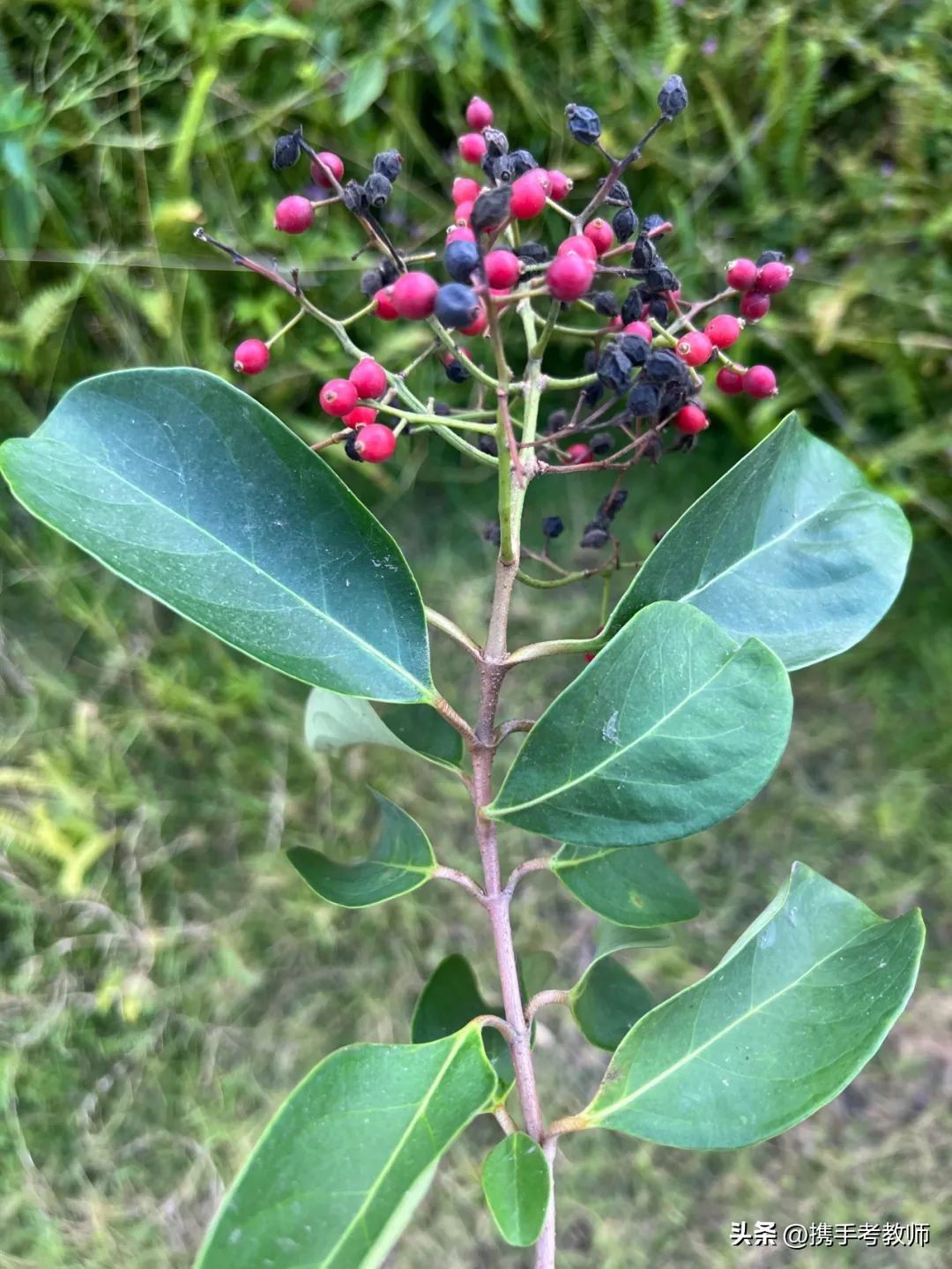 「生物专栏」珊瑚树