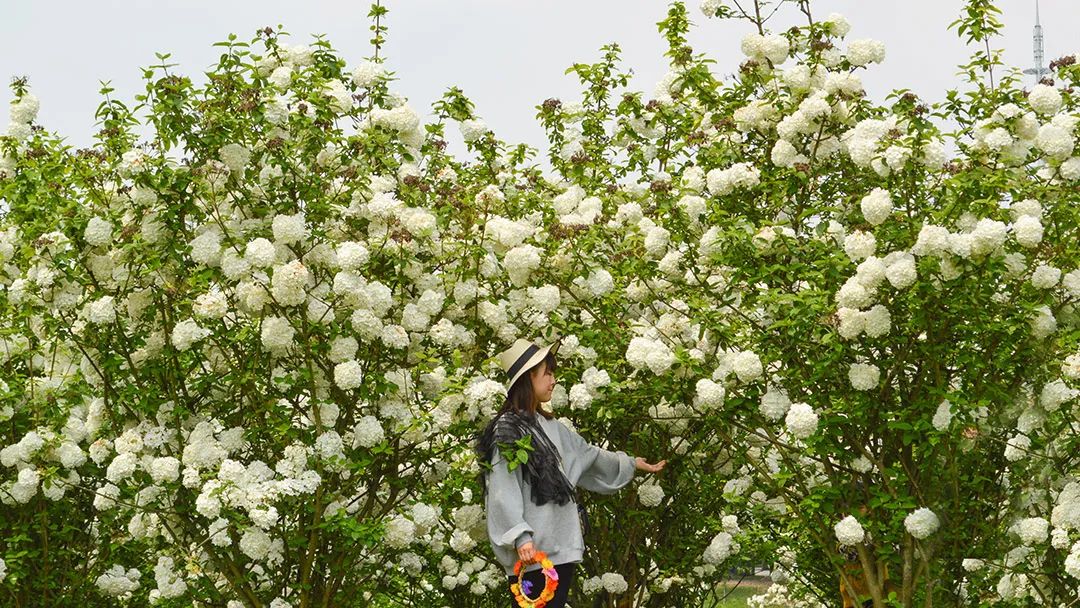 花卡特惠,新春钜惠不容错过