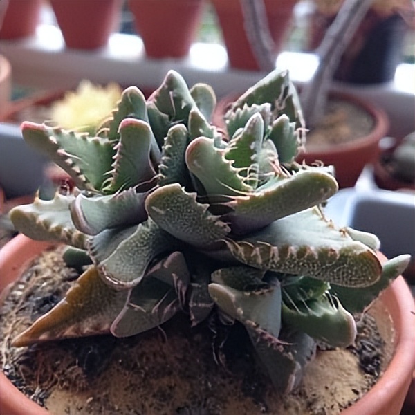 102个大类近500个多肉植物图片，都极其美丽，建议在家中也养一盆