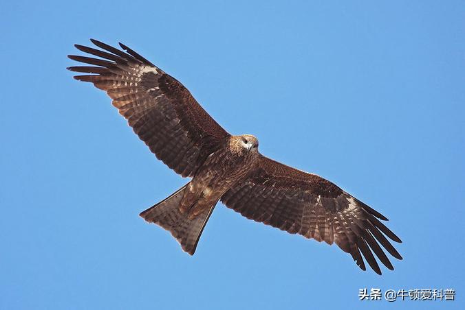 世界十大猛禽角鹰,猛禽金雕是什么鸟