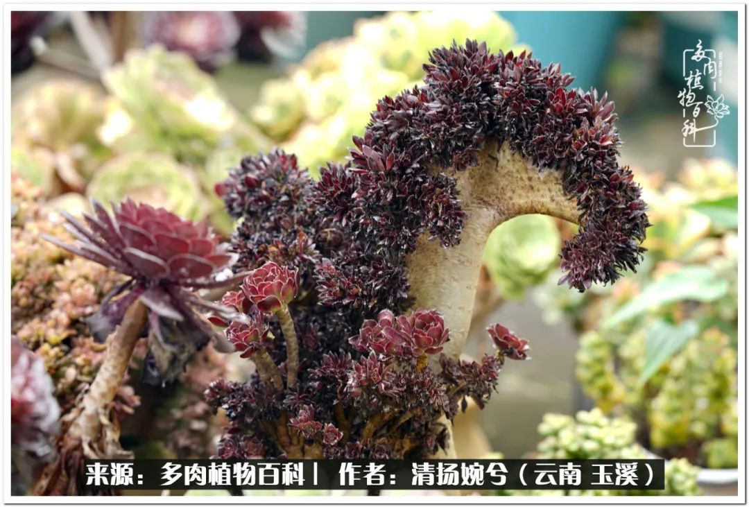 夏天好养颜值高的多肉,可爱的小多肉