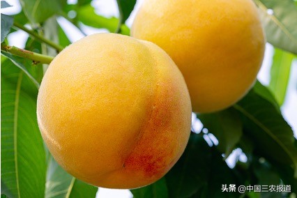 山东小孩感冒发烧吃黄桃罐头,感冒发烧吃黄桃罐头什么原理