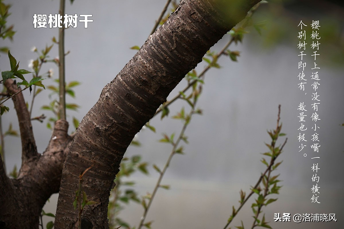 樱桃花和东京樱花区别,樱花和山樱桃花是一样的吗