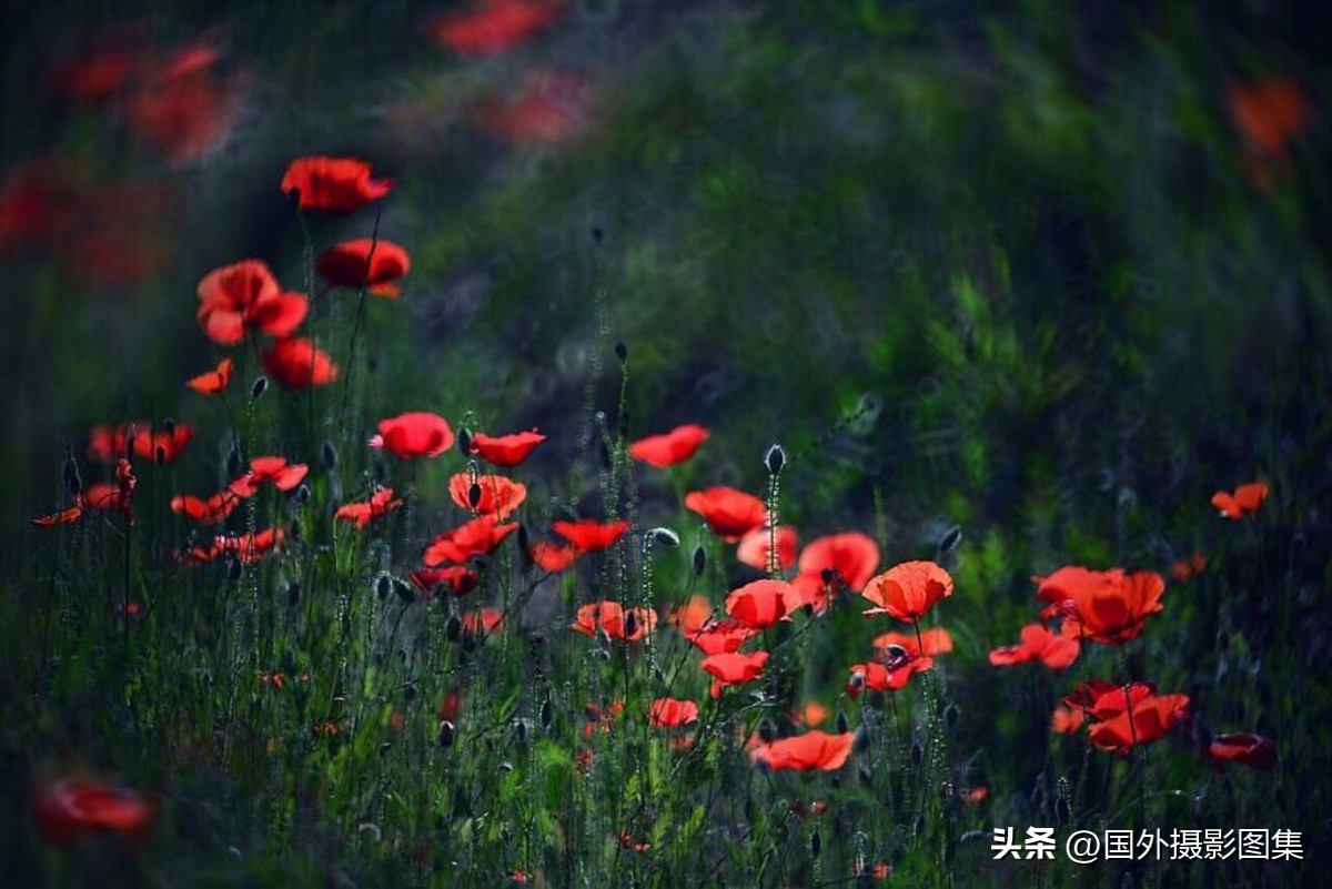 秋天最美大自然图片,春天最美的三十六张照片