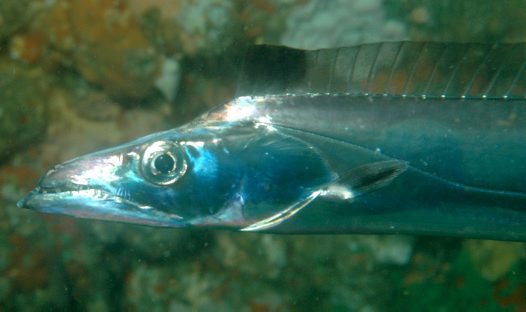 带鱼为什么无法人工养殖,捕捞的带鱼为什么都不活