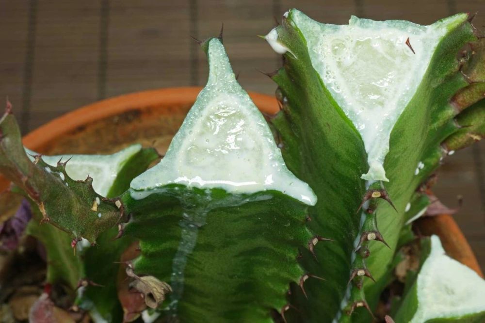 四种镇宅之花,100种镇宅花卉大全