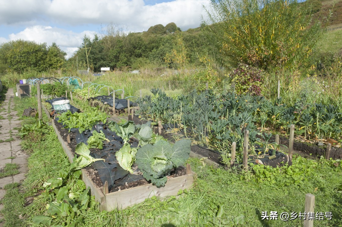 鎵樺痉鎽╃櫥,鑻卞浗鎵樺痉鎽╃櫥灏忛晣