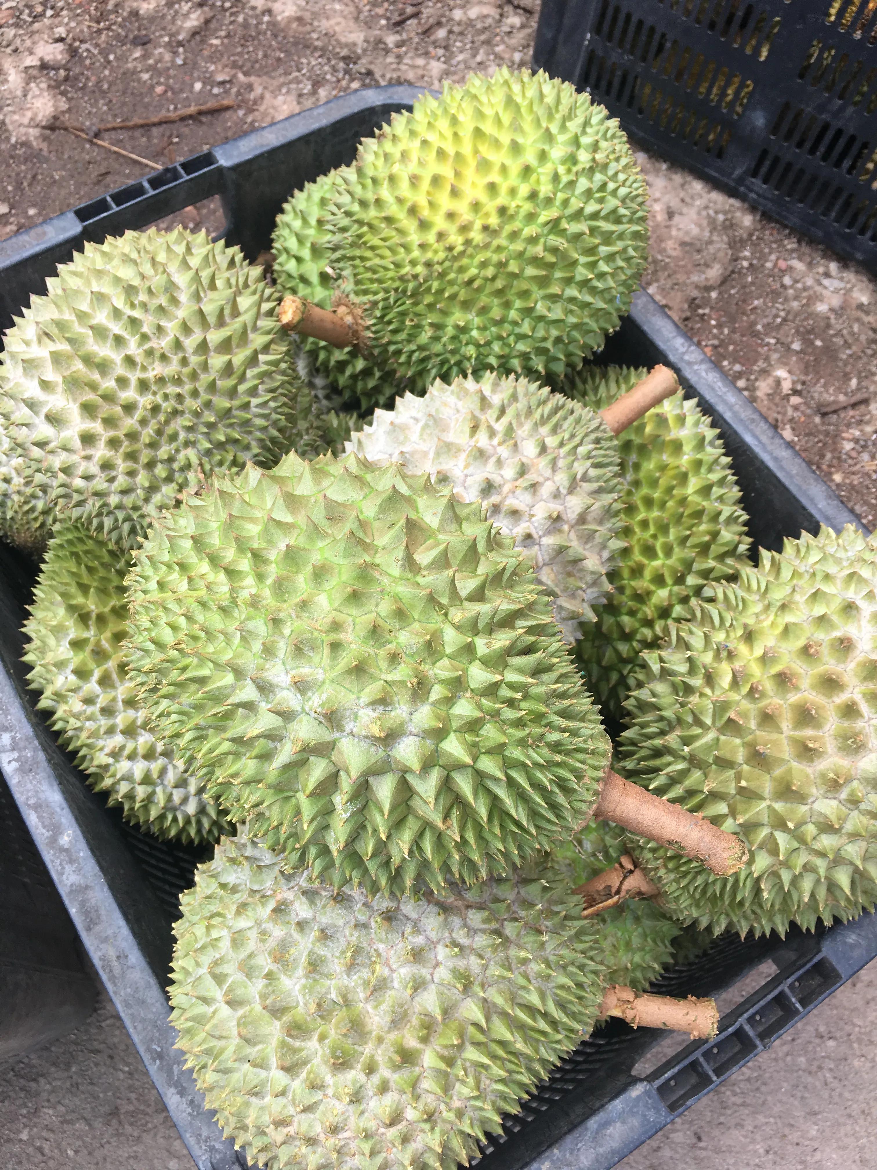 马来西亚的榴莲树多少钱一棵,马来西亚的榴莲产地在哪里