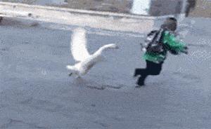 大鹅和平头哥,平头哥最新比赛谁赢了