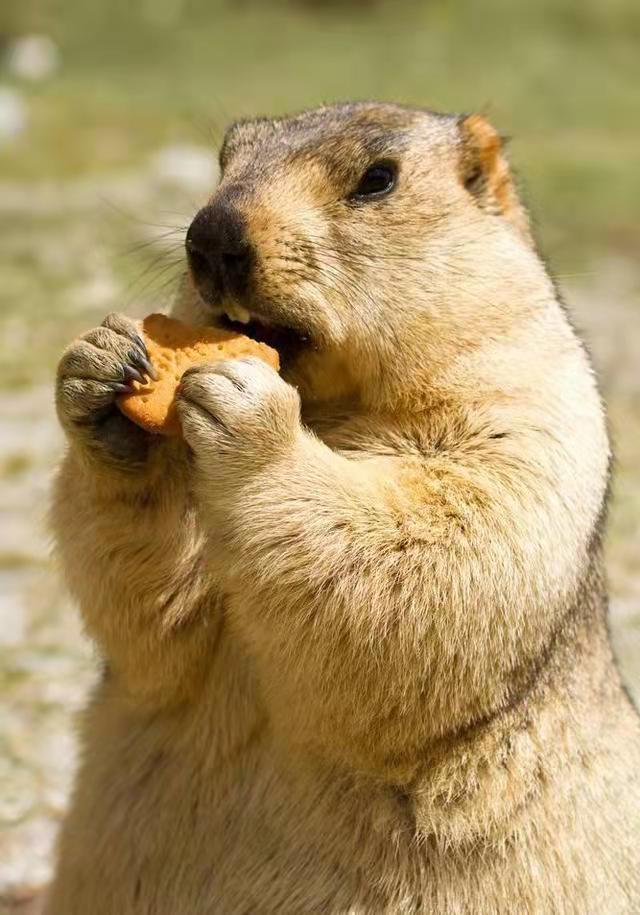 黑死病全过程解说,黑死病有多恐怖