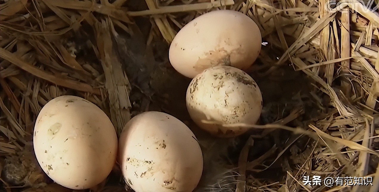 中科院博士裸辞,中科院博士谈裸辞开民宿