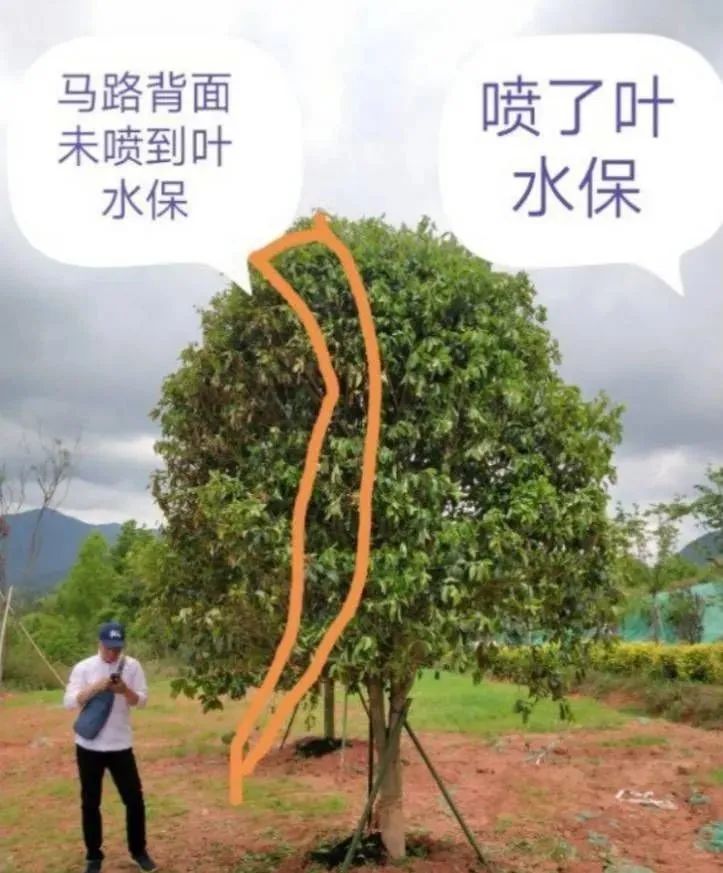 草坪苗木生长抑制最好方法,草坪灌木苗的养殖方法