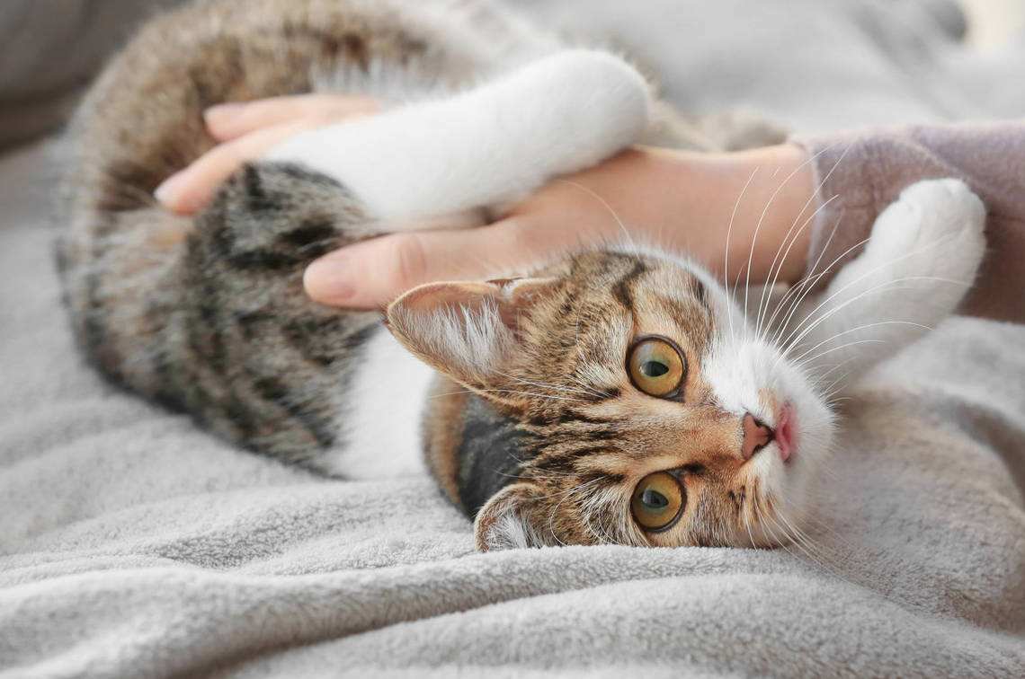 猫咪养久了，劝你别丢，这些后果你承受不了