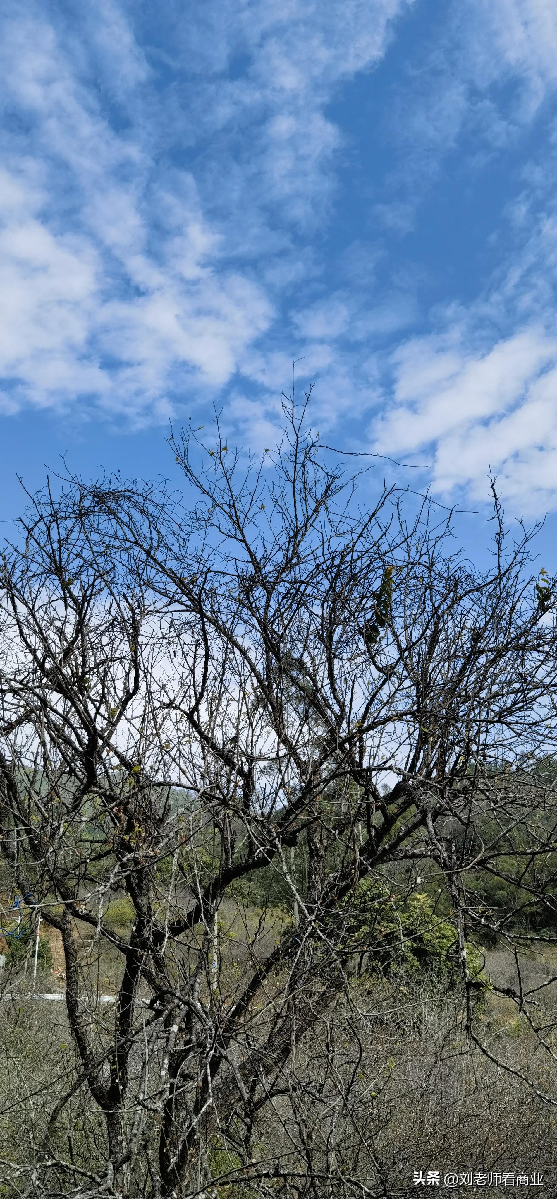 普宁老仙洞梅花盛开,普宁赏梅花最佳地点