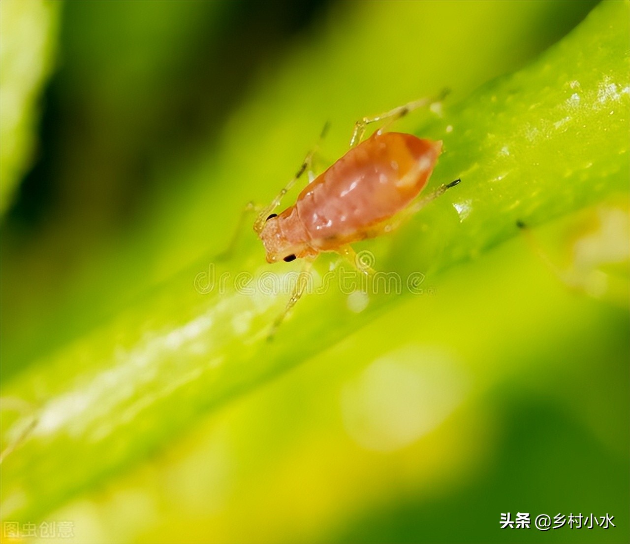 蚜虫用什么无毒害的治蚜虫最好,蚜虫的天敌怎么灭蚜虫