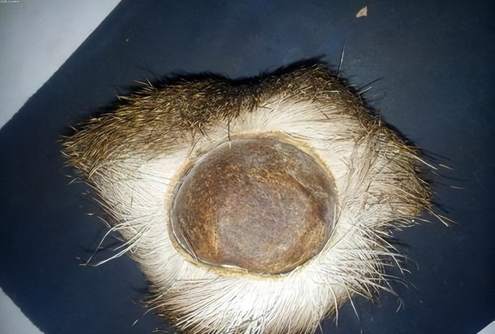 安宫牛黄丸一颗860元,安宫牛黄丸100多一颗是真的吗