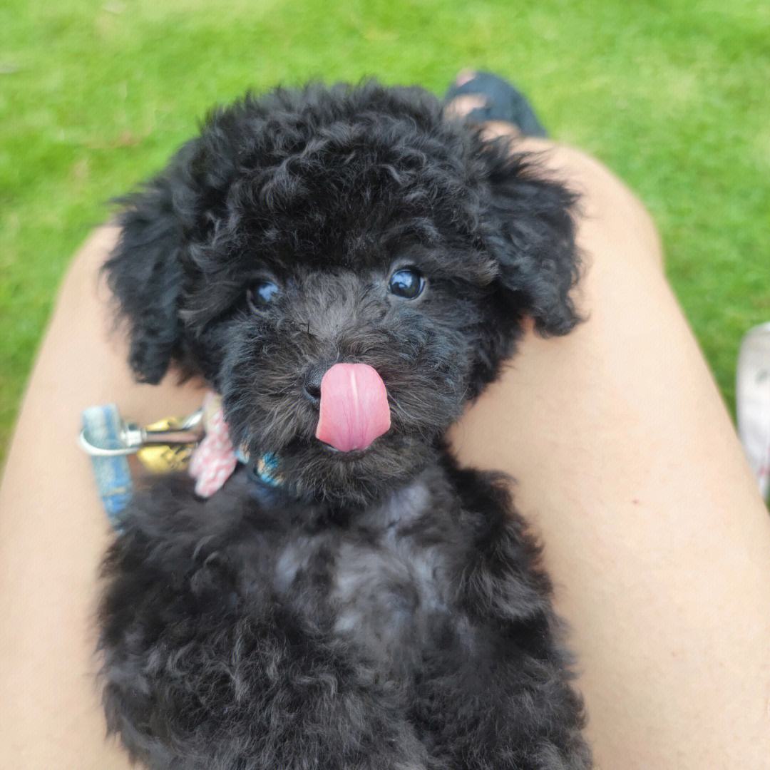 泰迪不建议养的原因,泰迪皮肤有黑色斑点什么原因