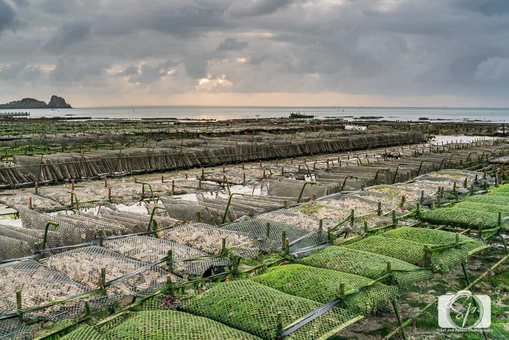 生蚝之都康卡勒：凯撒大帝太阳王拿破仑三世青睐，美味流传两千年