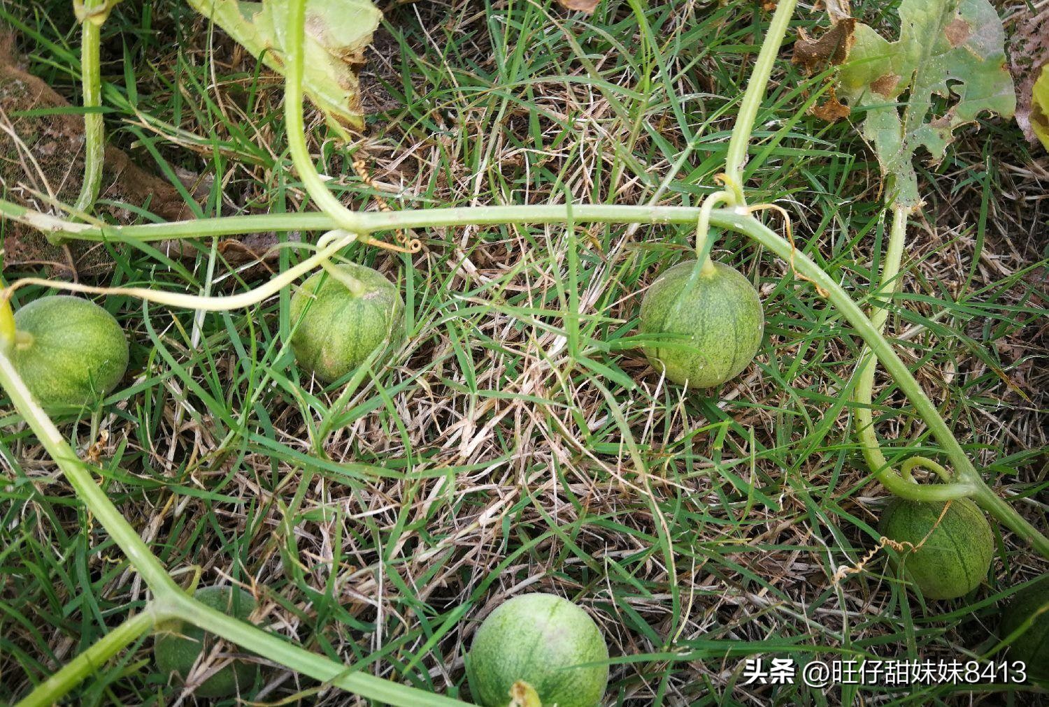 6种正在消失的水果,近年消失的水果